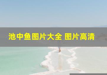 池中鱼图片大全 图片高清